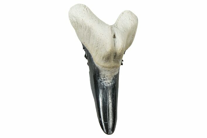 Bone Valley Shark Tooth (Hemipristis) - Lower Tooth #299572